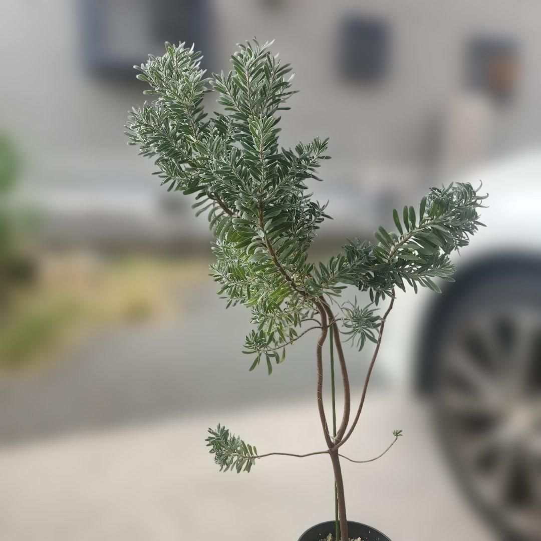 オージープランツ　リューカデンドロン・プルモサス