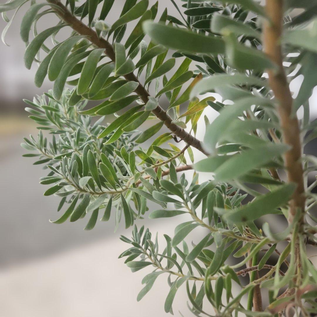 オージープランツ　リューカデンドロン・プルモサス