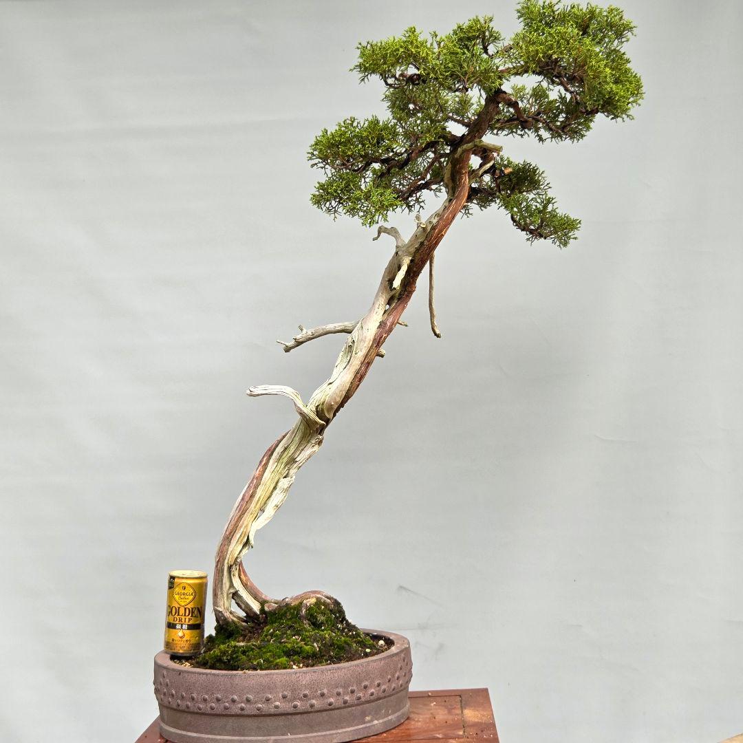 真柏　[山採り文人木]　大品盆栽