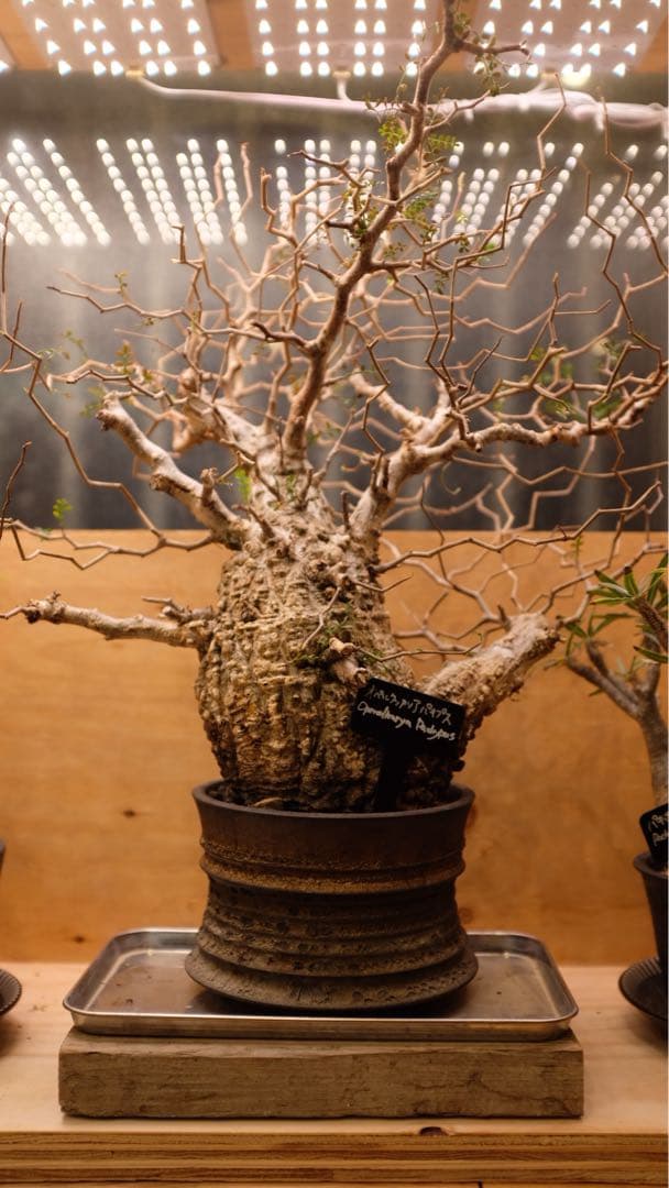 オペルクリカリアパキプス　コレクション株（発根済み3年）