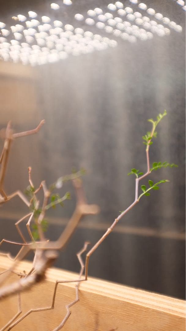 オペルクリカリアパキプス　コレクション株（発根済み3年）