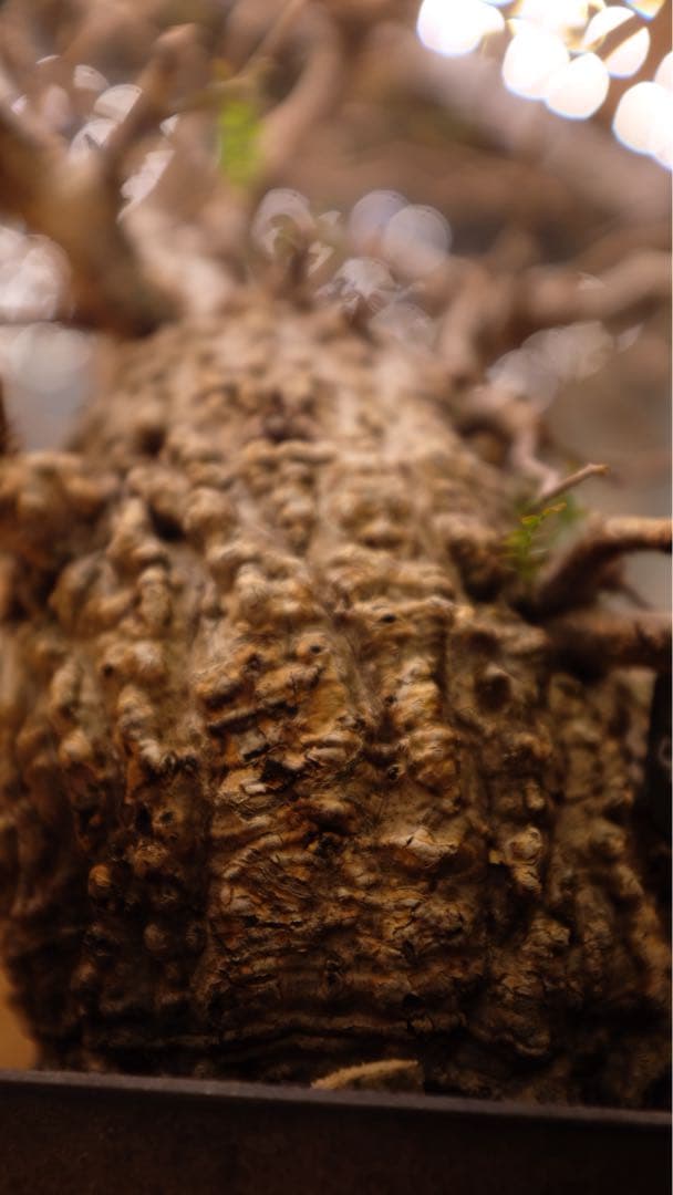 オペルクリカリアパキプス　コレクション株（発根済み3年）