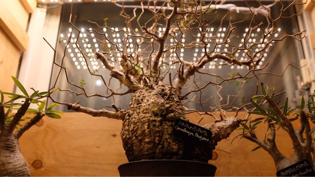 オペルクリカリアパキプス　コレクション株（発根済み3年）