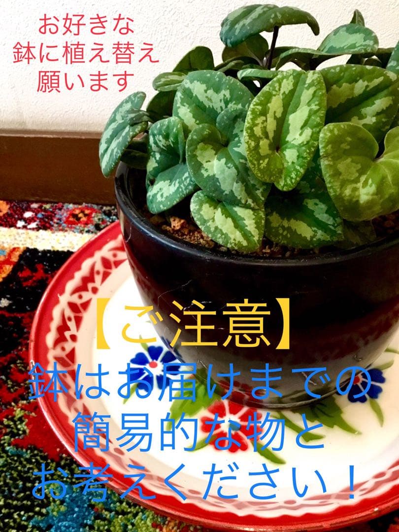 天然＊野生【全て今春の新芽＊お花沢山/カンアオイ＊寒葵】瑞々しく勢い炸裂！