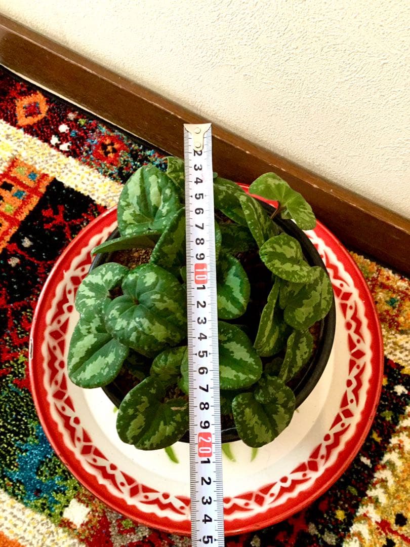 天然＊野生【全て今春の新芽＊お花沢山/カンアオイ＊寒葵】瑞々しく勢い炸裂！