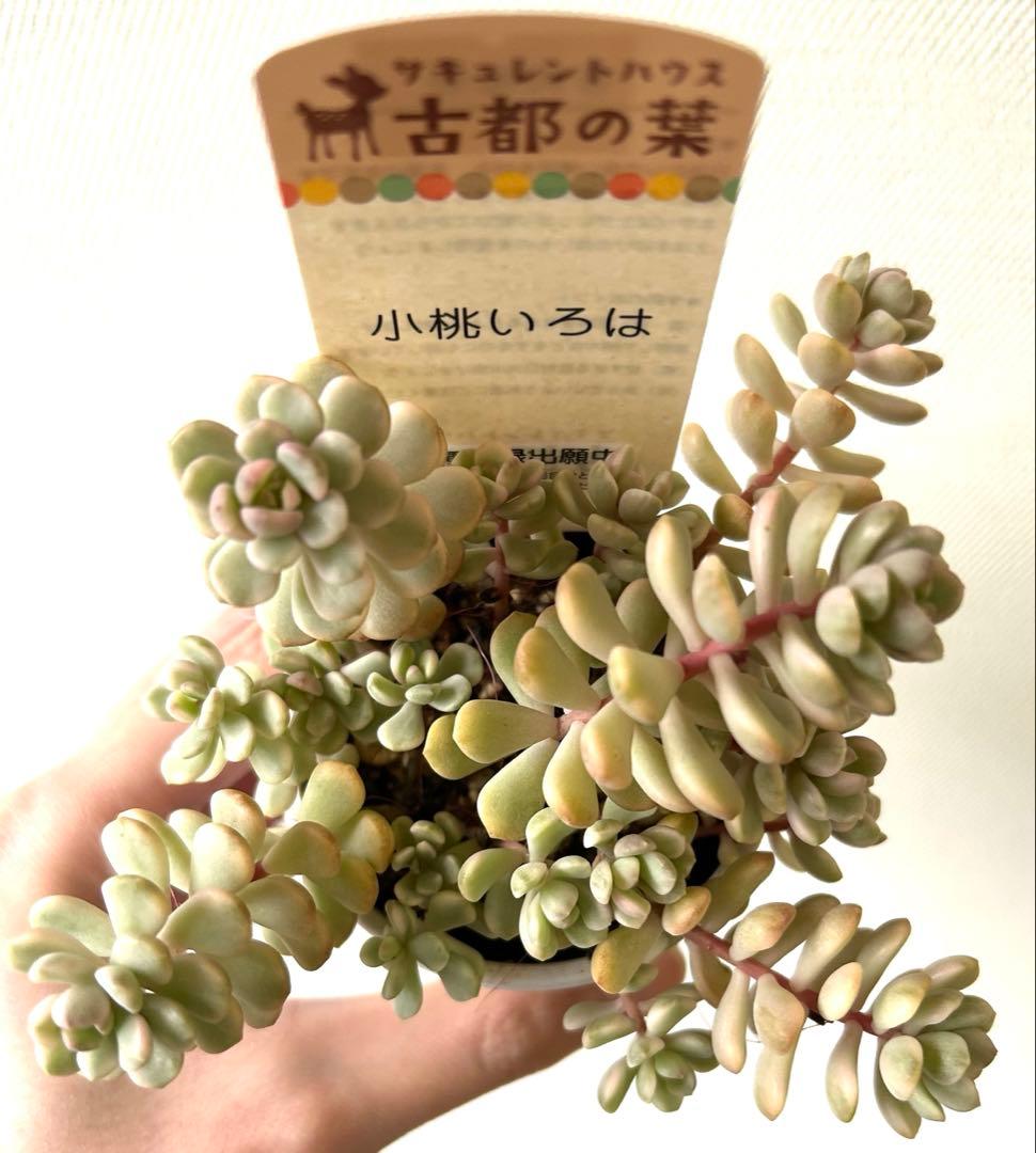 古都の葉さん 小桃いろは メルカリ便 札付き・抜き苗