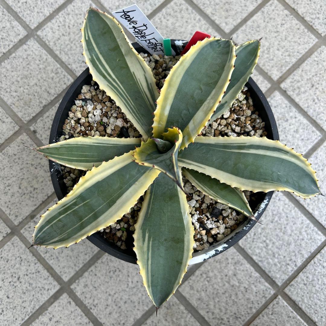 良株　アガベ リップルエフェクト　お値下げ不可