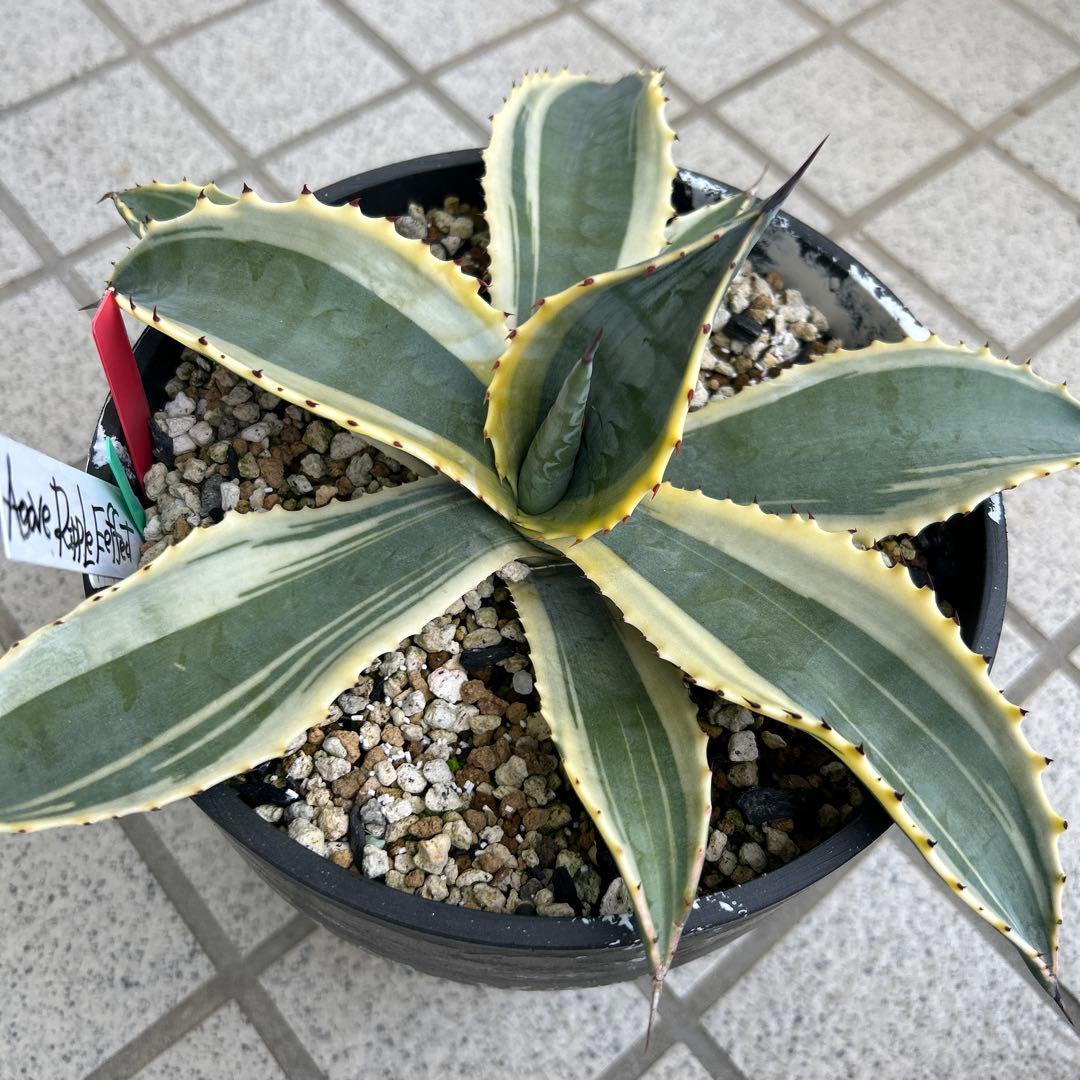 良株　アガベ リップルエフェクト　お値下げ不可