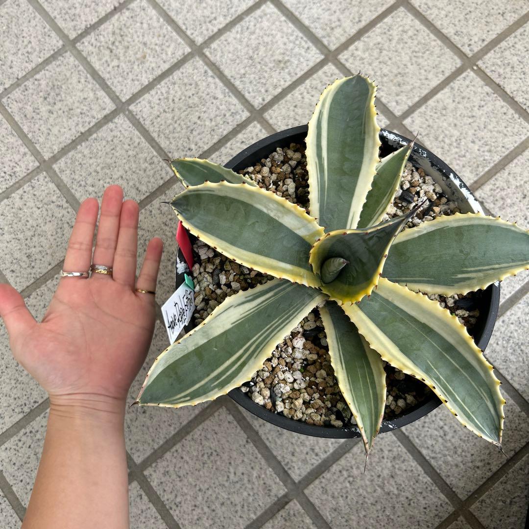 良株　アガベ リップルエフェクト　お値下げ不可