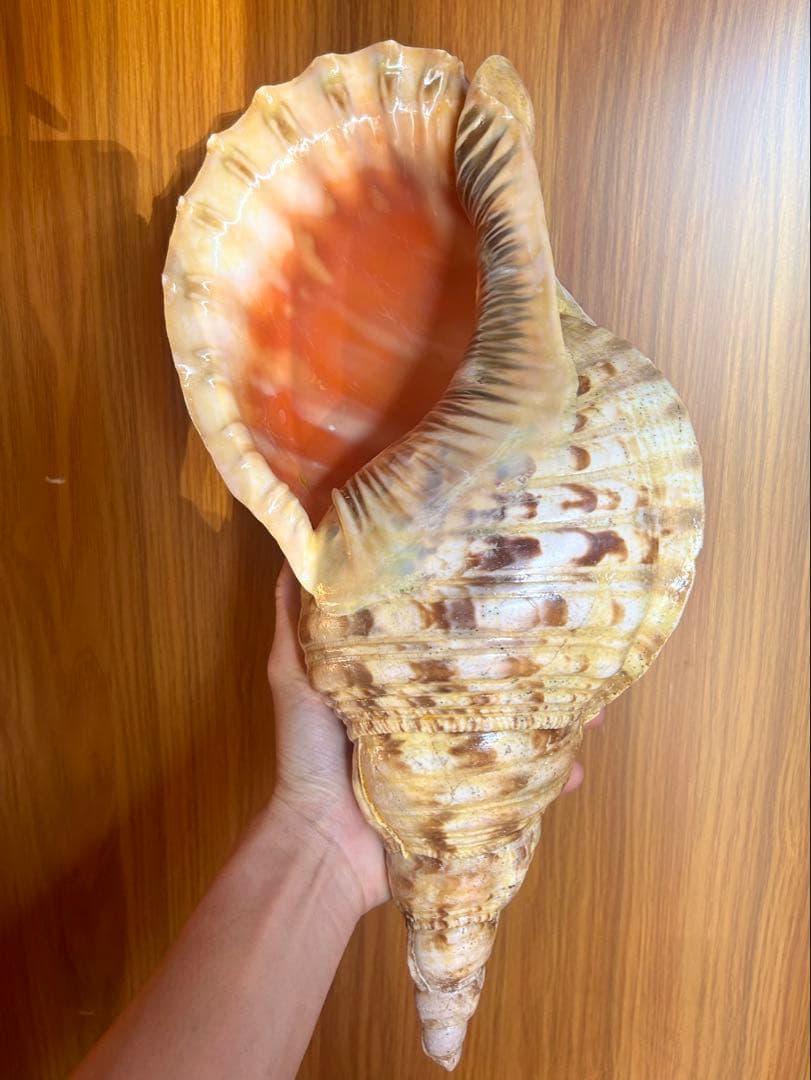 法螺貝　特大直線40cm 1750g