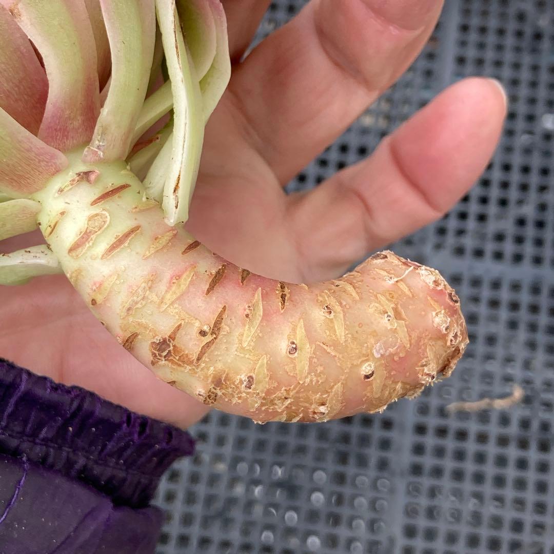 アエオニウム　韓国苗　オクス　多肉植物　ポコ多肉