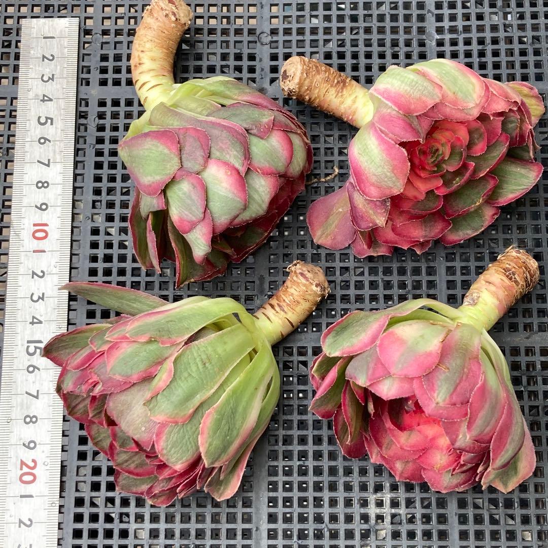 アエオニウム　韓国苗　オクス　多肉植物　ポコ多肉