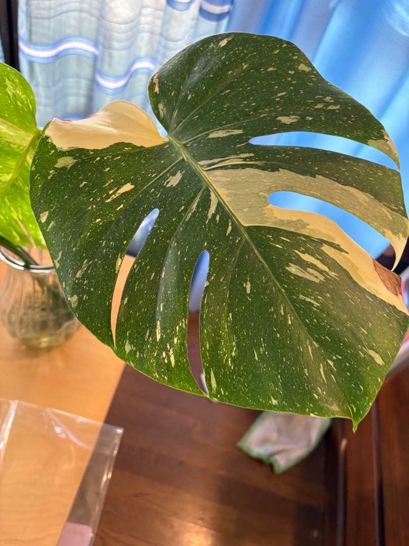 モンステラ・クリームブリュレ　デリシオーサ　葉付き　発根済み