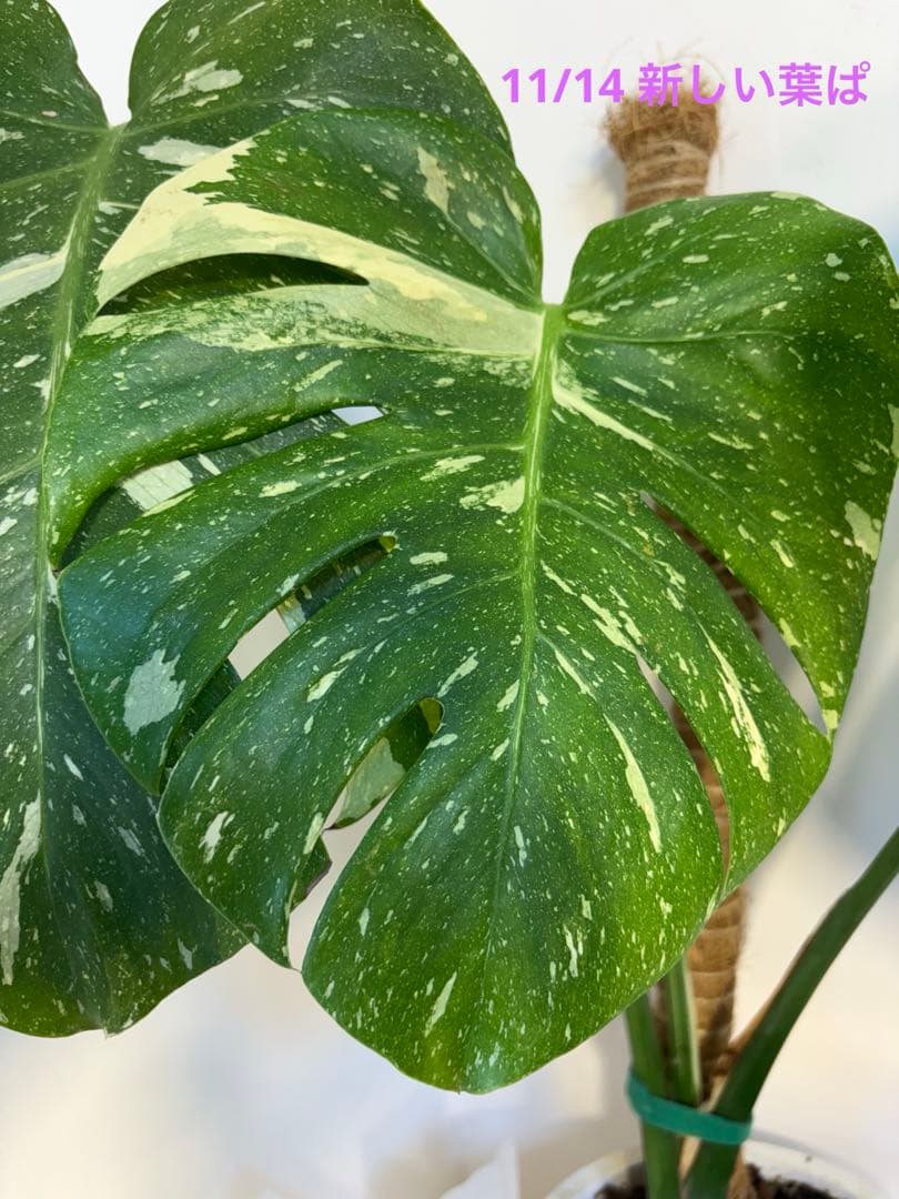 モンステラ・クリームブリュレ　デリシオーサ　葉付き　発根済み