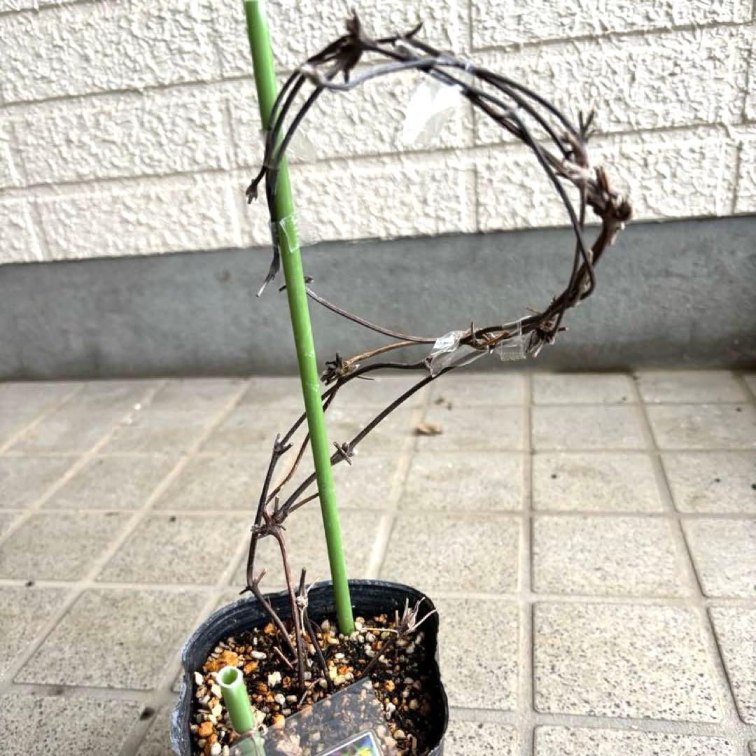 クレマチス　苗　マクロペタラ　ウェッセルトン　蔓　宿根草