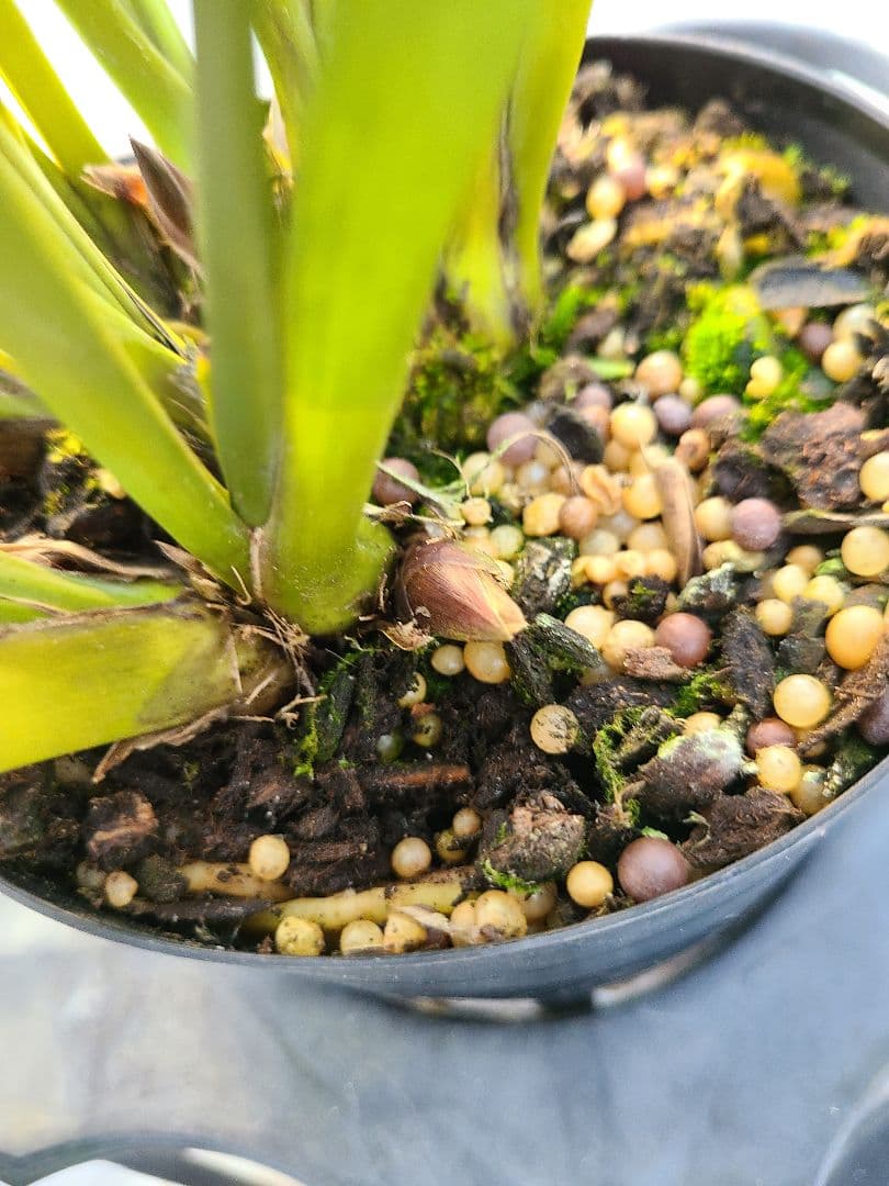 ミスマフェット。花芽合計22個。5鉢セット。蜜蜂誘引蘭。日本蜜蜂