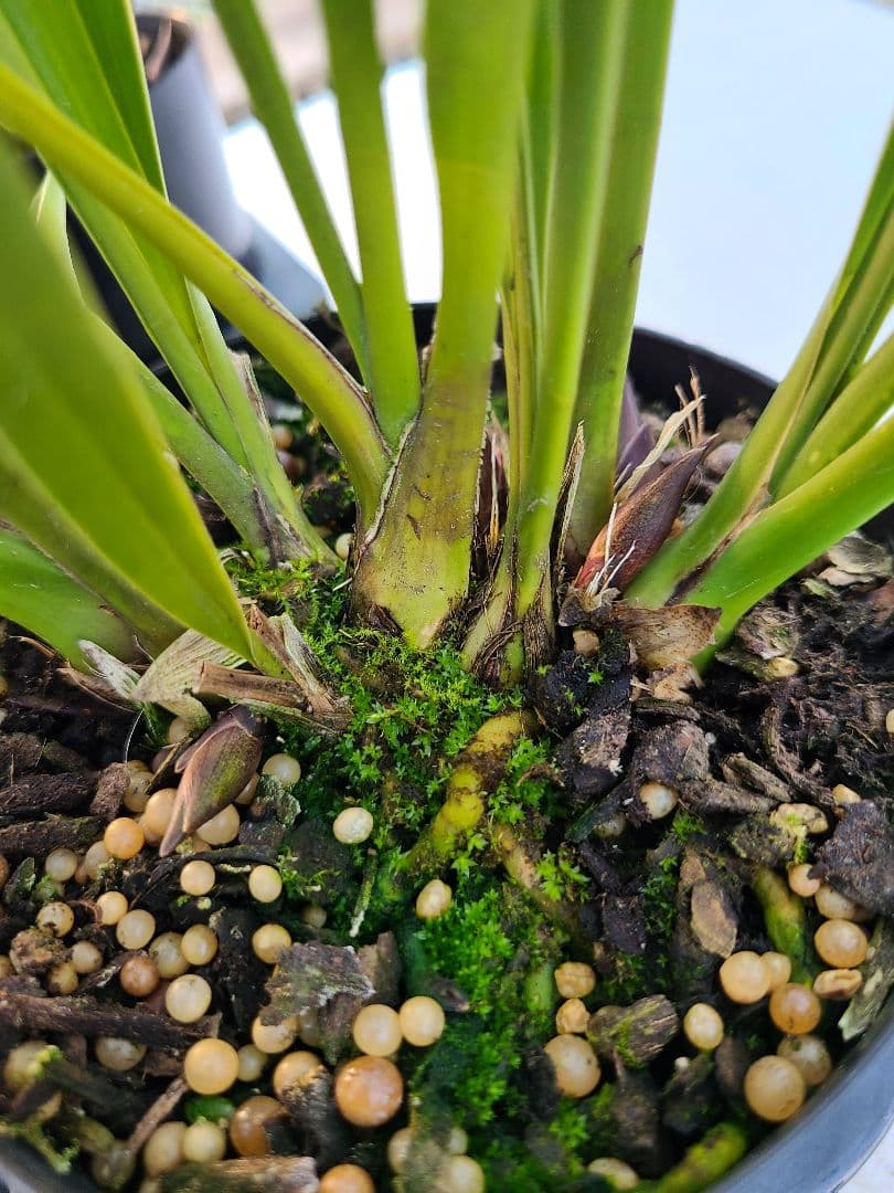 ミスマフェット。花芽合計22個。5鉢セット。蜜蜂誘引蘭。日本蜜蜂