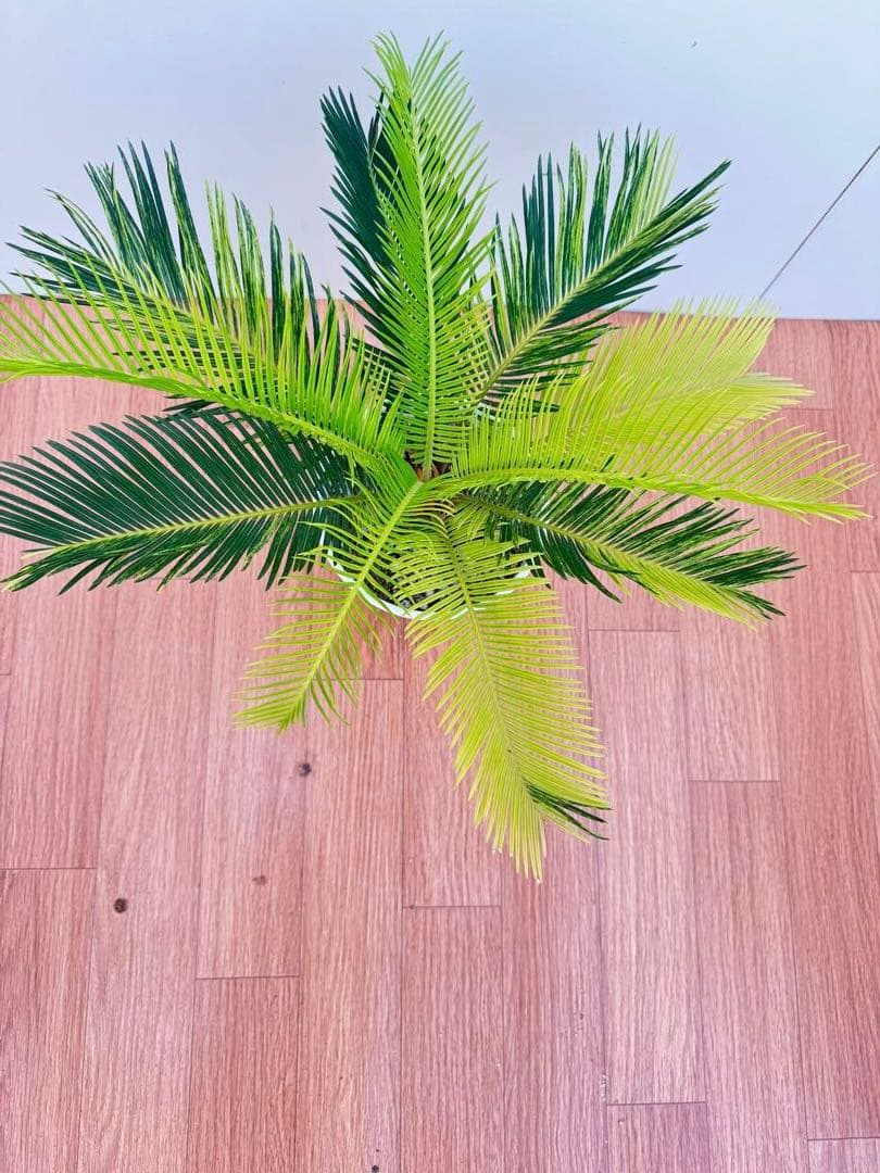 斑入り　ソテツ　蘇轍　10