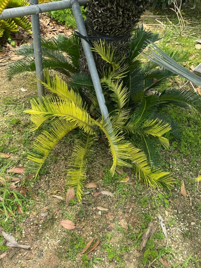 斑入り　ソテツ　蘇轍　10