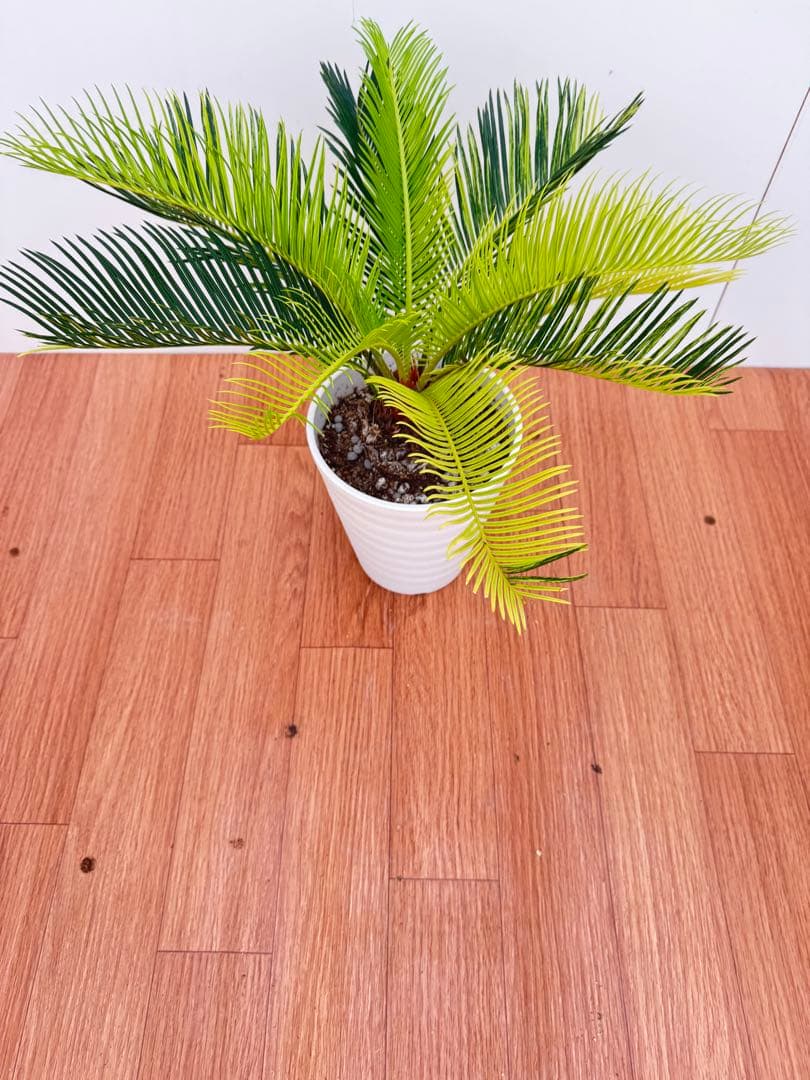 斑入り　ソテツ　蘇轍　10