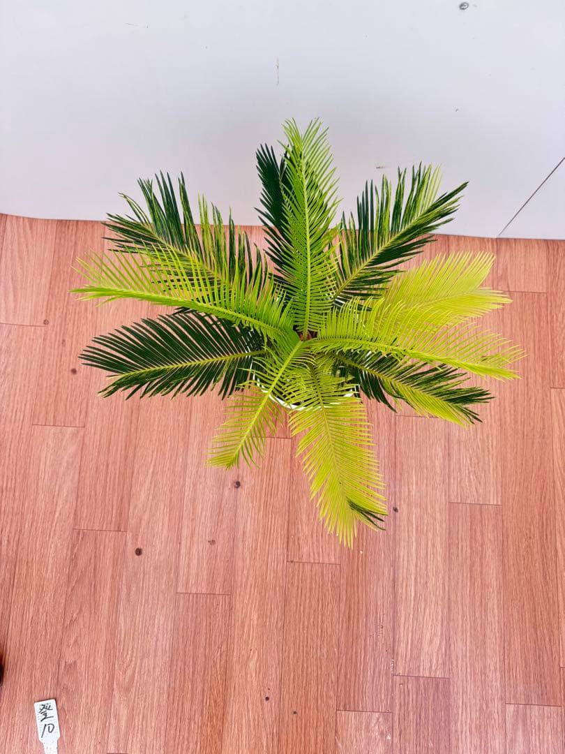 斑入り　ソテツ　蘇轍　10