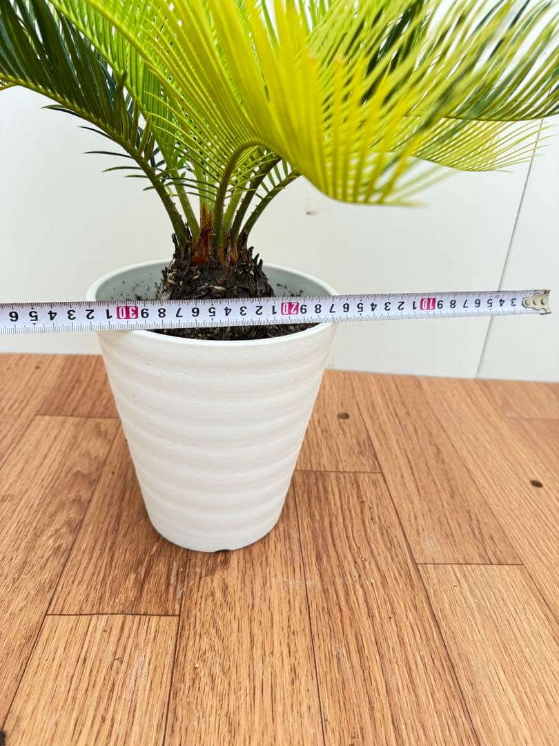 斑入り　ソテツ　蘇轍　10