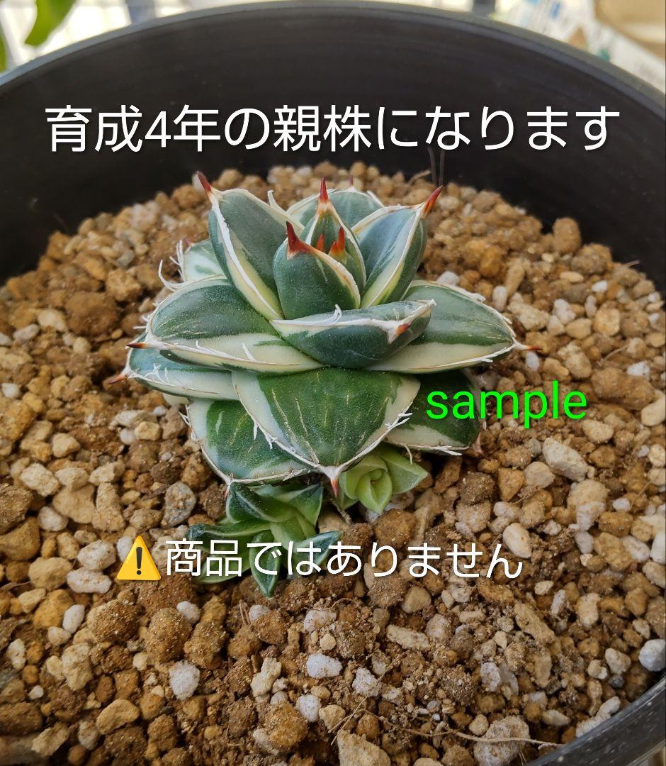 アガベピンキー② 王妃笹の雪A型 白覆輪