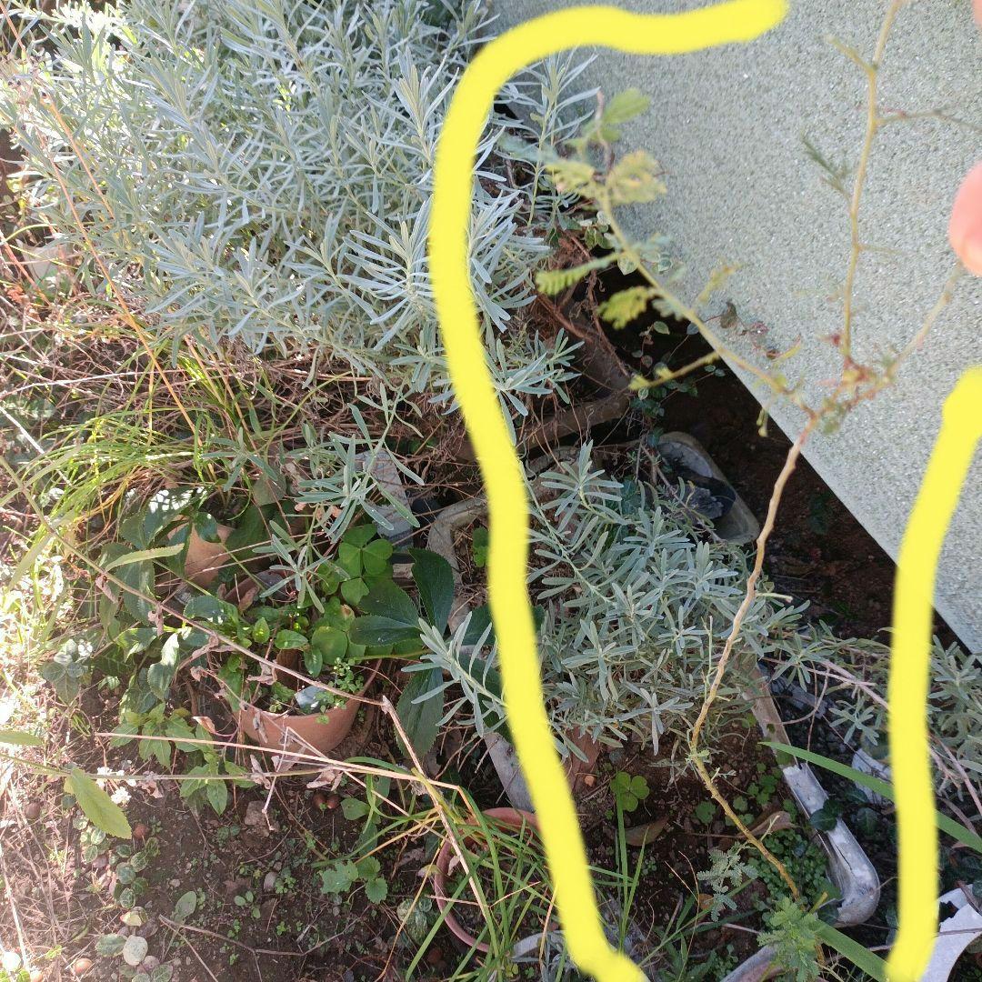 ミモザ　アカシア　　苗木　　　　　　　　　（ロングサイズです）