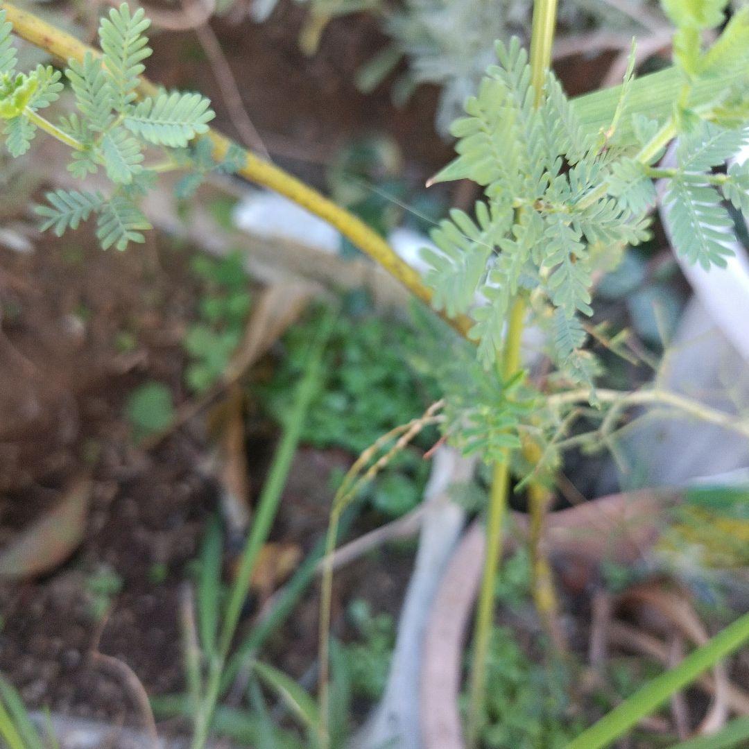 ミモザ　アカシア　　苗木　　　　　　　　　（ロングサイズです）