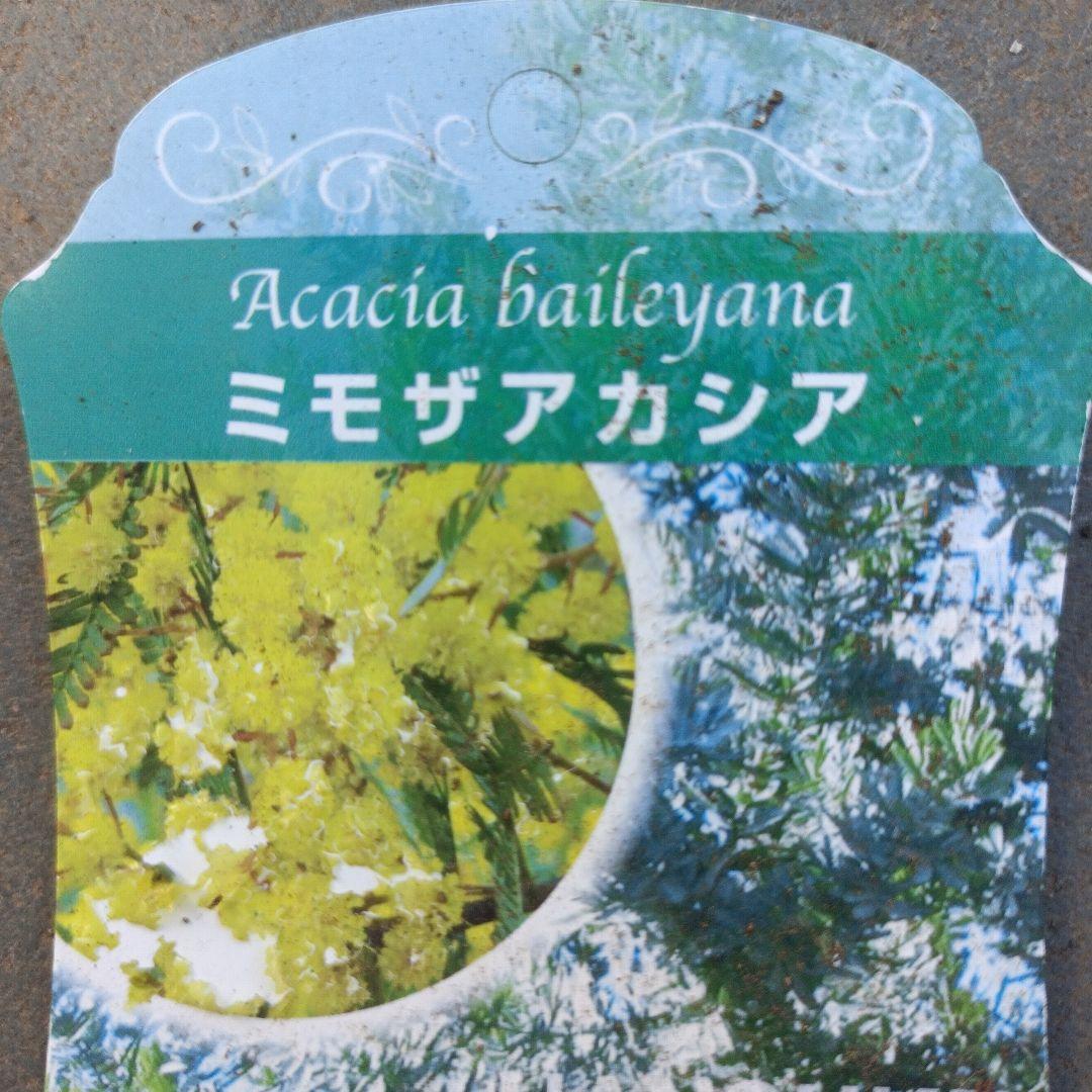 ミモザ　アカシア　　苗木　　　　　　　　　（ロングサイズです）