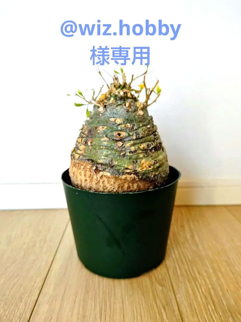 フォークイエリア コルムナリス 観峰玉