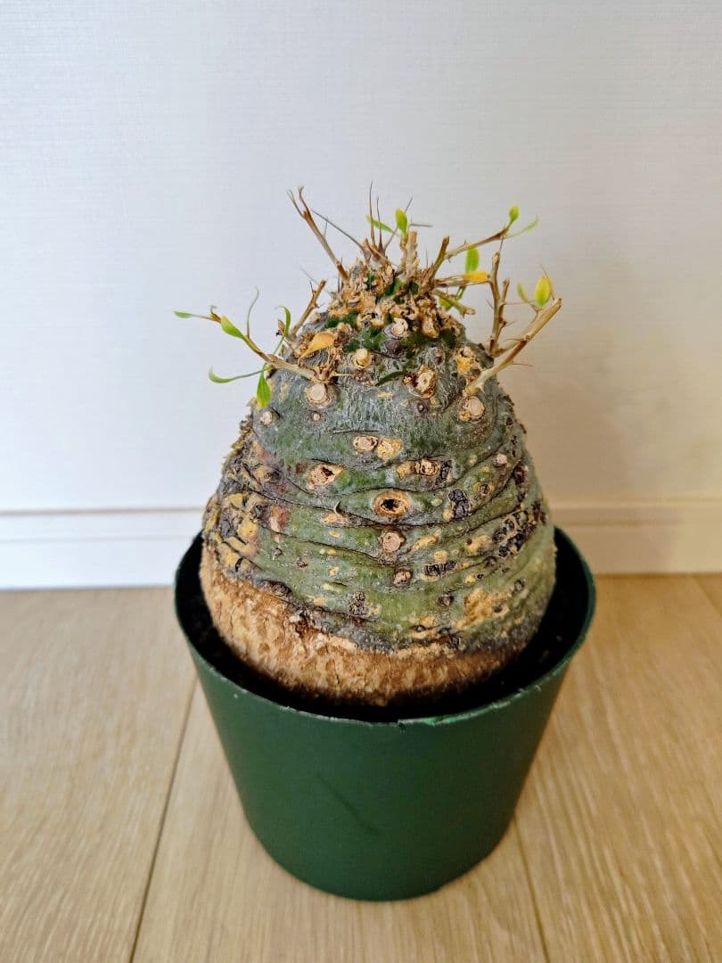 フォークイエリア コルムナリス 観峰玉