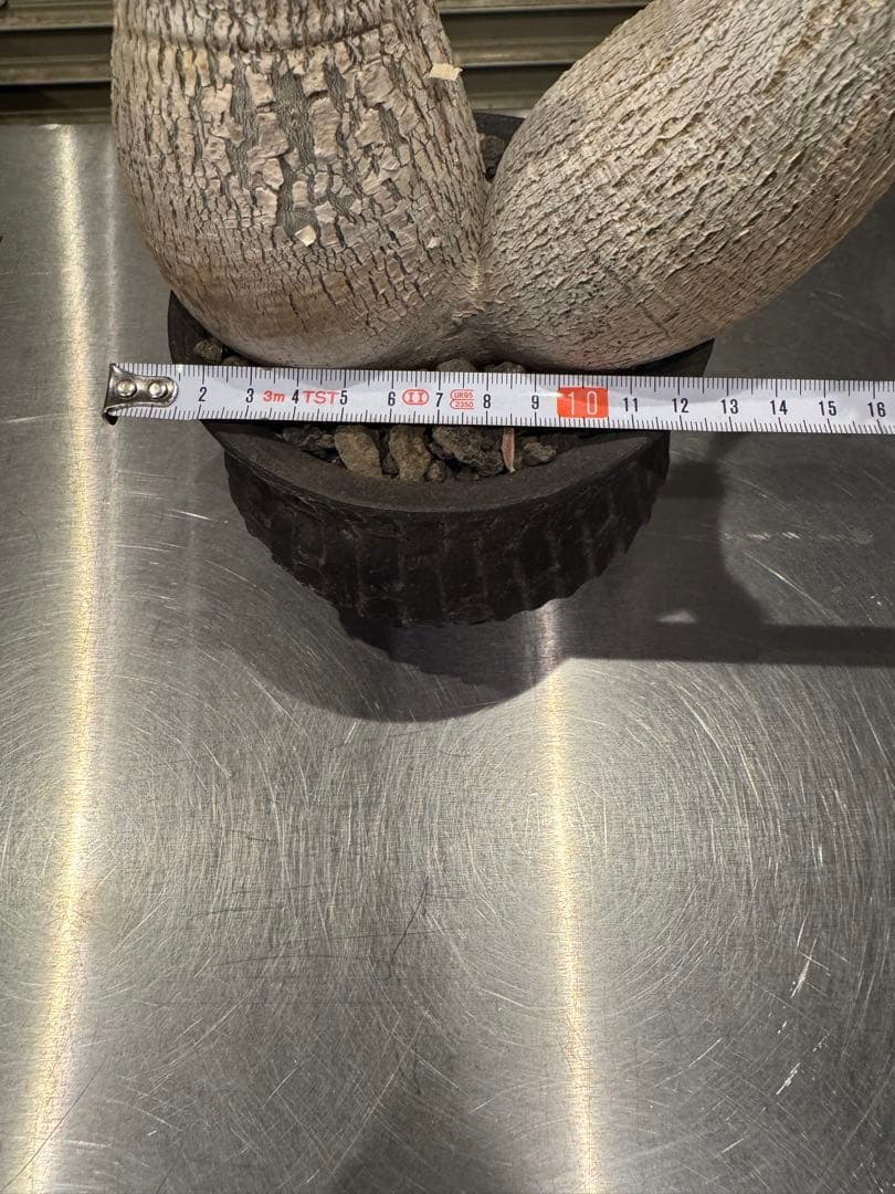 グラキリス　現地球　2頭　塊根植物 黒鉢付き　笠間焼　スリット鉢