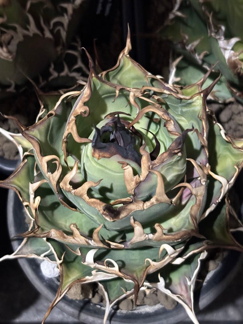 写真現物　アガベ ハデス　大株