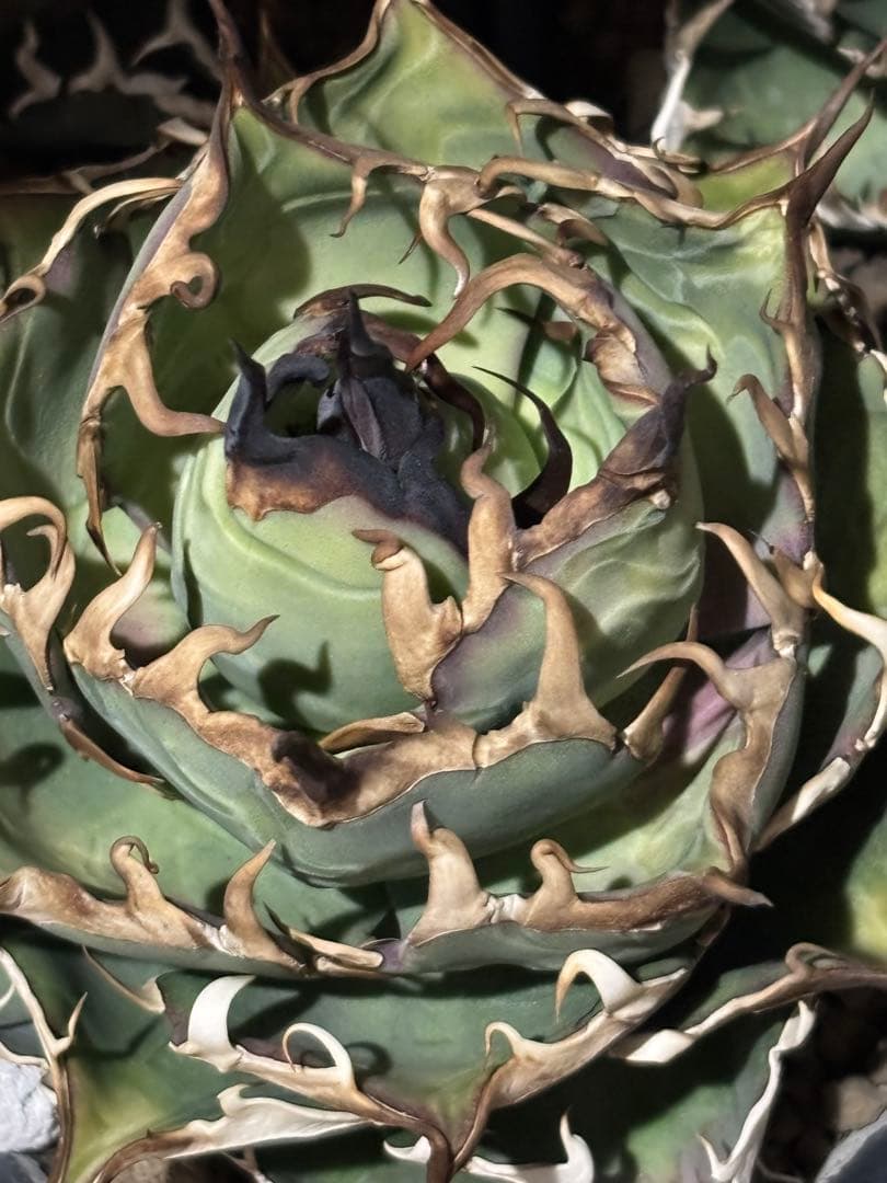 写真現物　アガベ ハデス　大株