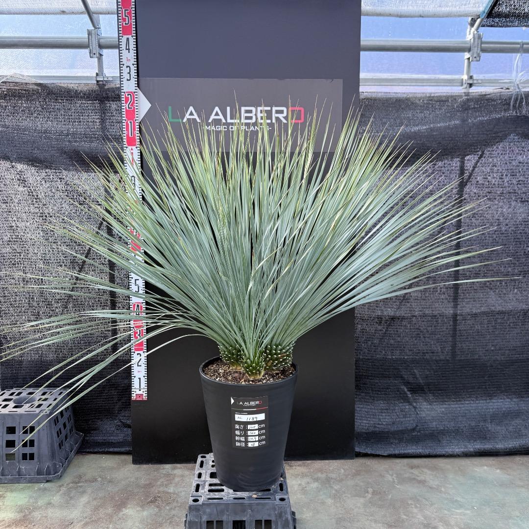 【AL1189】ユッカ　ロストラータ　ランチョブルー 　超希少４分頭