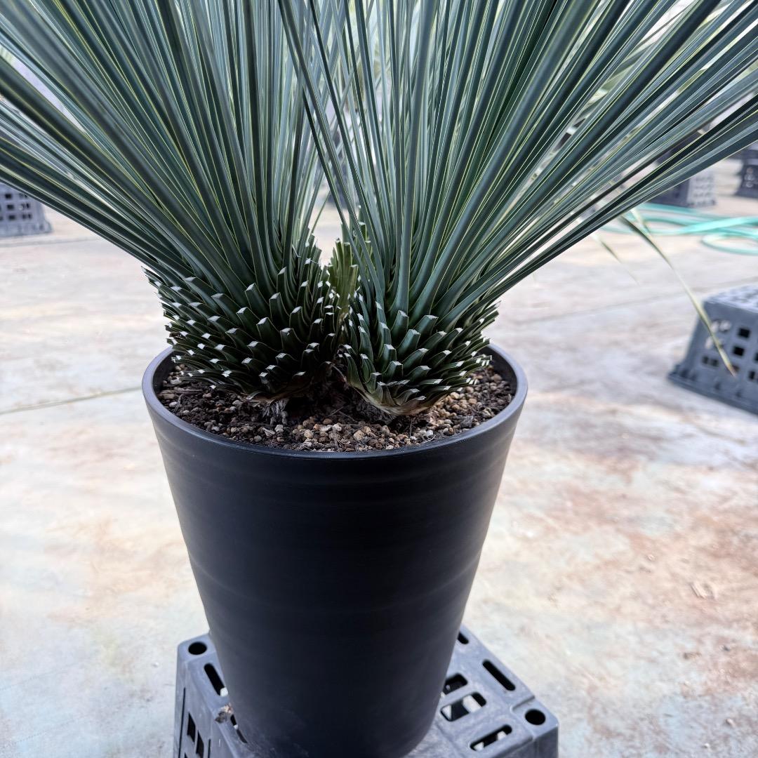 【AL1189】ユッカ　ロストラータ　ランチョブルー 　超希少４分頭