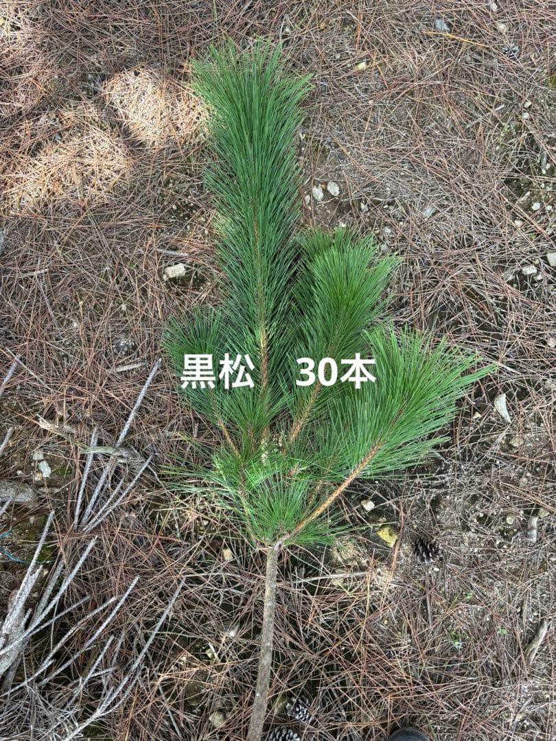 正月　門松　黒松