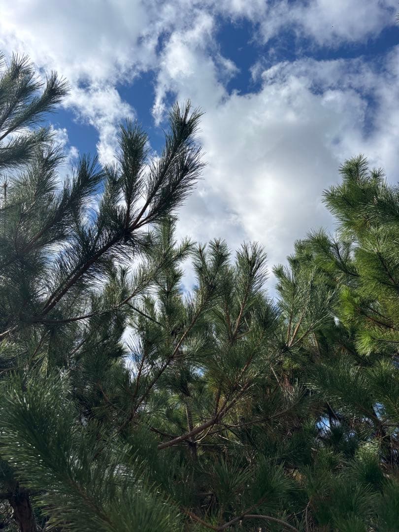 正月　門松　黒松