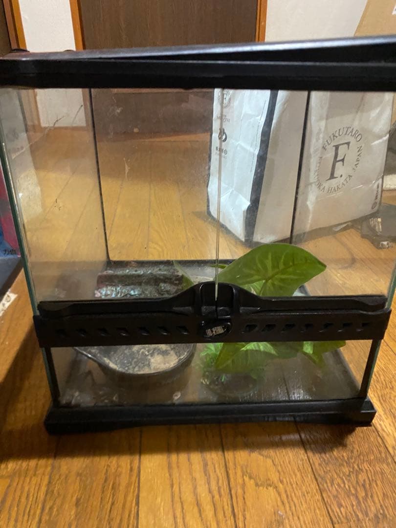 グラステラリウム 3030 3個