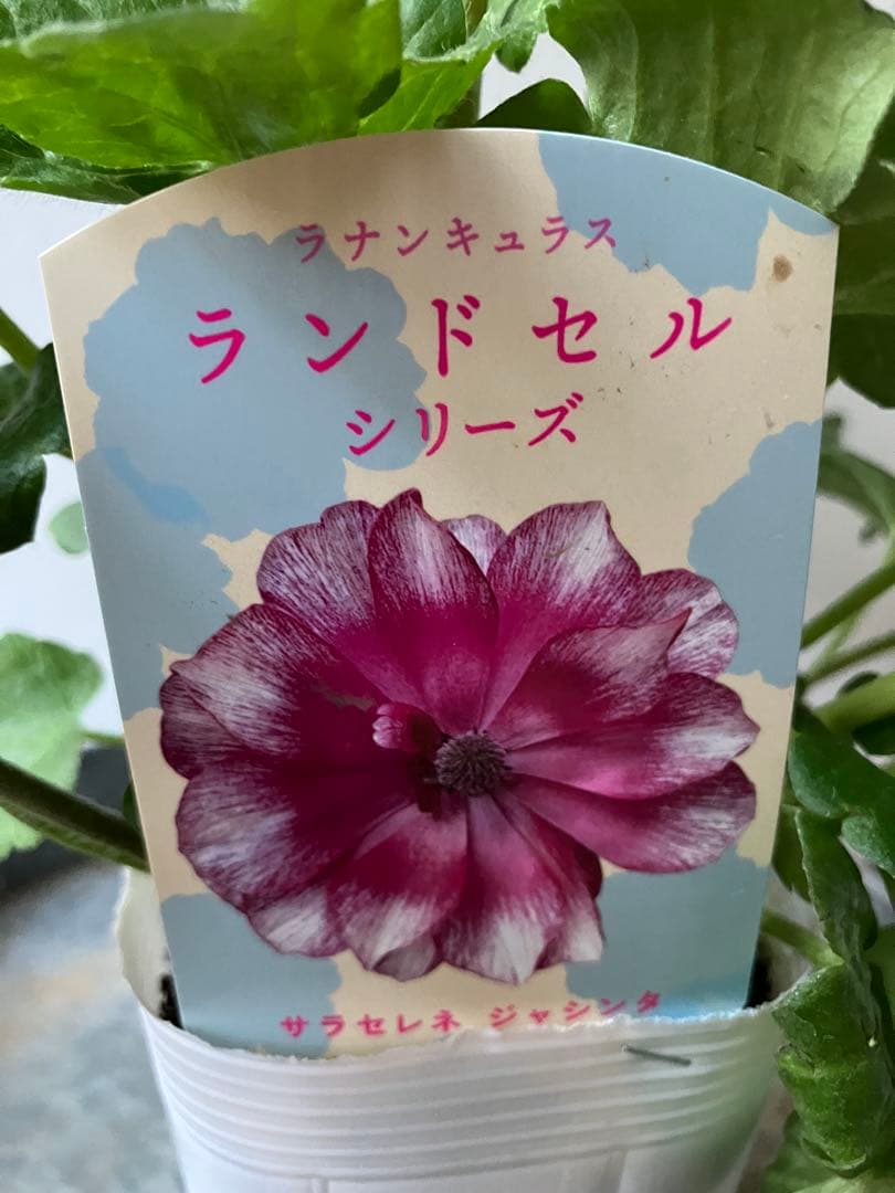 ラナンキュラス　ランドセルシリーズ サラセレネ　ジャシンタ　ポット苗