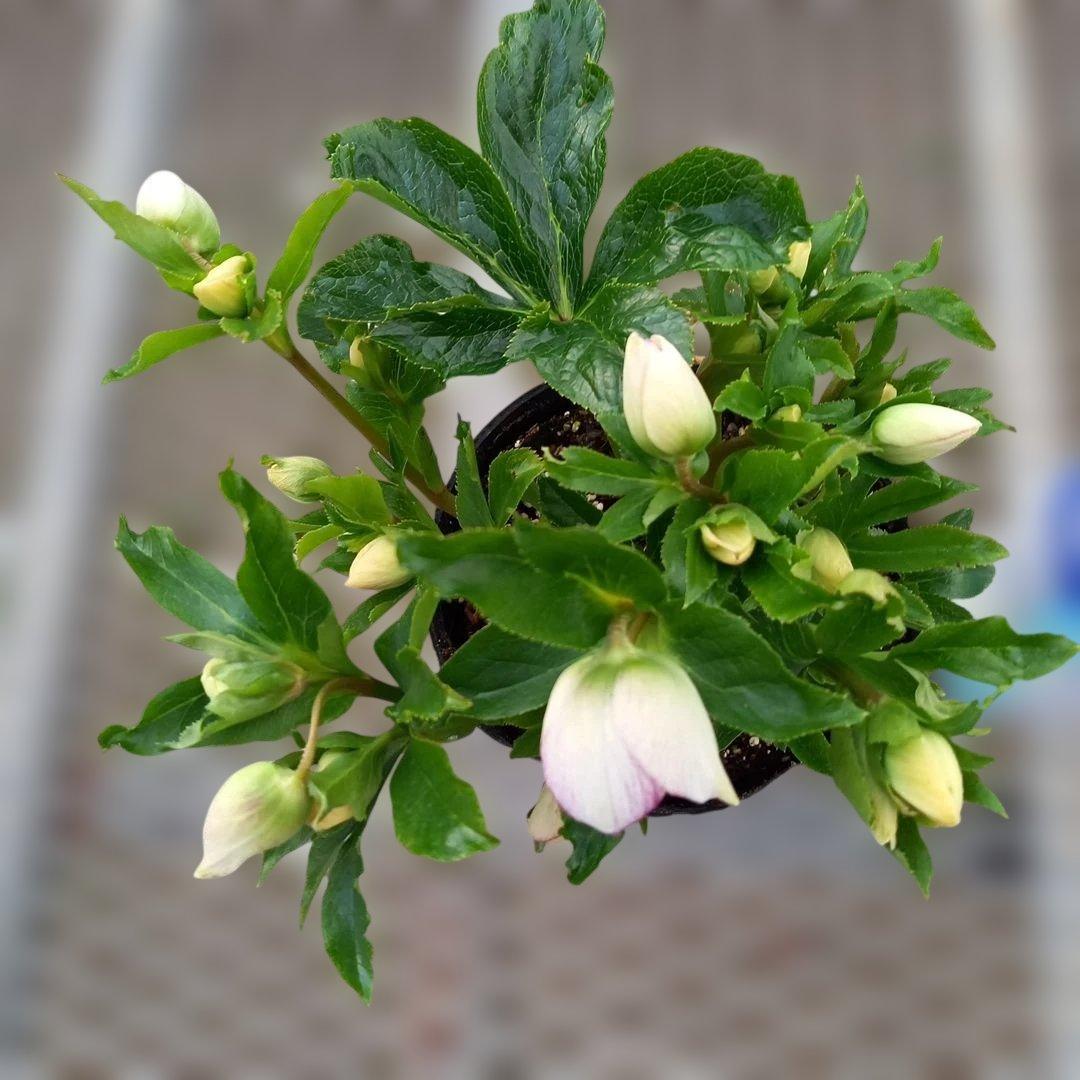 日曜日まで！値下げ！つぼみ30位！セミダブルクリスマスローズ、大苗、開花株