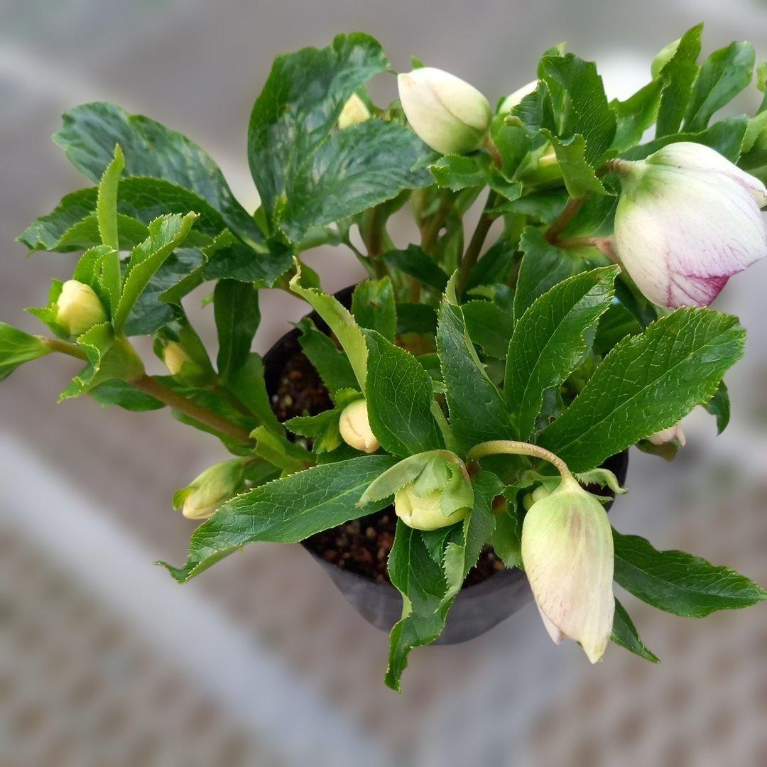 日曜日まで！値下げ！つぼみ30位！セミダブルクリスマスローズ、大苗、開花株