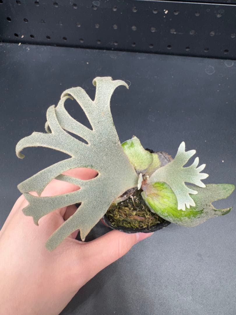 ビカクシダ　YMDS Totoro HHRナーセリータグ付け #347