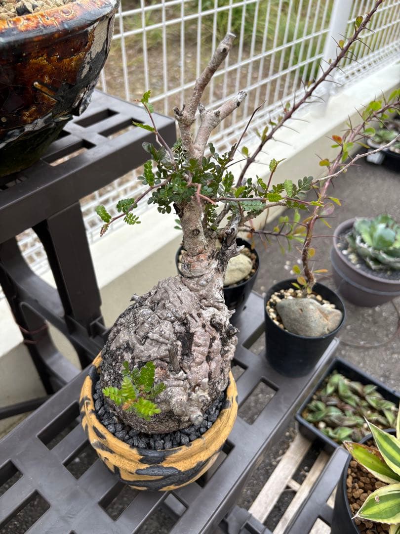 makongu枠　パキプス