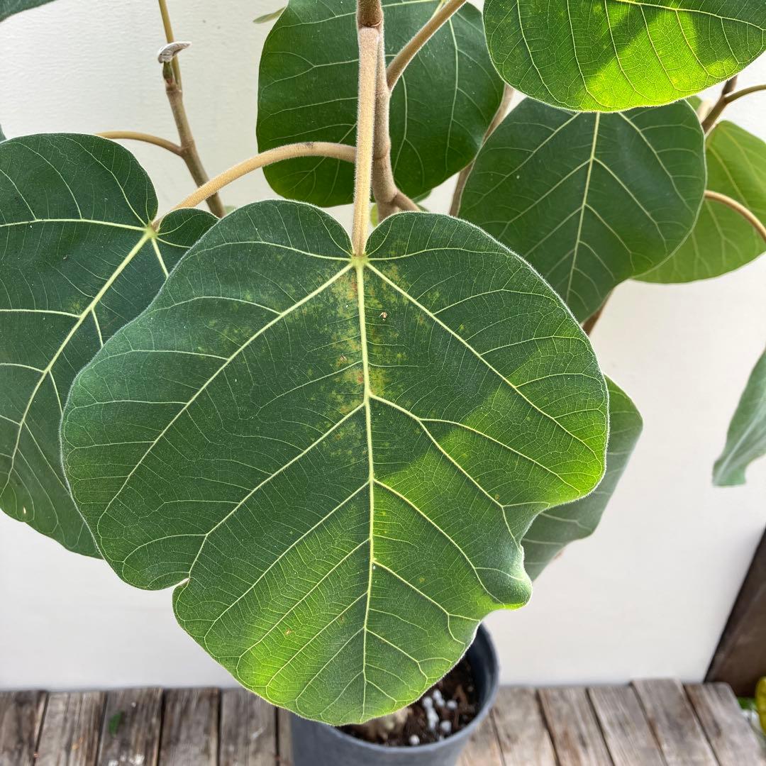 フィカス　エベレスト　曲がり