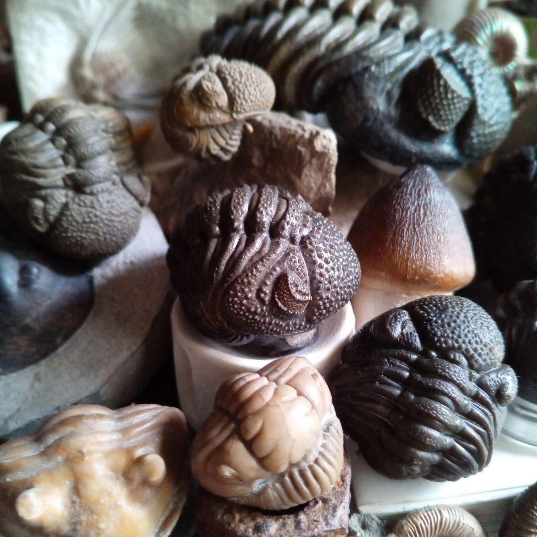 化石標本　三葉虫　希少種　スピニファー　特大