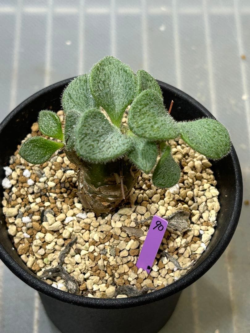 チレコドン　ノルティー