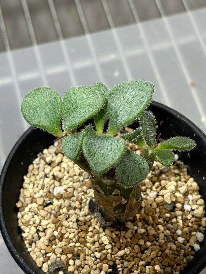 チレコドン　ノルティー