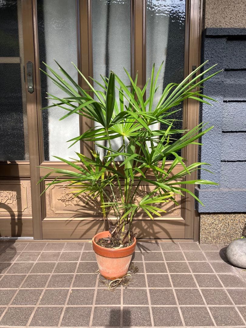 観葉植物　シュロ